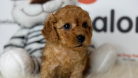 Toy poodle Yavru - BROWN DİŞİ